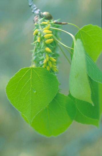 Galls on Aspen.