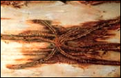 {Pine engraver galleries}