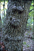 Another Face of Forestry