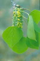 Photo of aspen gall.