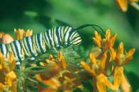 Photo of monarch caterpillar.