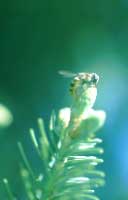Photo of wasp on flower.