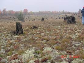 Field Trip - 100 year stumps.