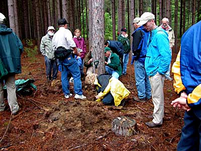 Looking for Red Pine problems.