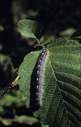 A resting forest tent caterpillar