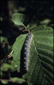 {Resting forest tent caterpillar}