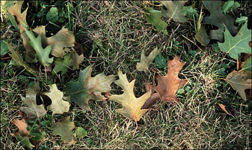 Oak wilt's calling card