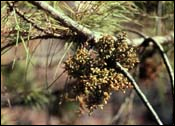 {Dwarf mistletoe on ponderosa pine}