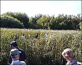 Into the tall grass of Marsh area at Grand Beach