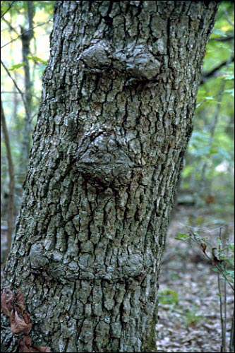 Another Face of Forestry