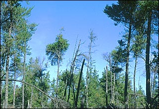 Dwarf Mistletoe on jack pine