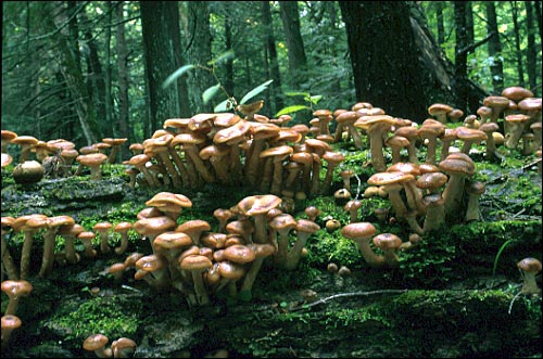 Armillaria Fruiting